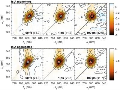 Inhomogeneous energy transfer dynamics from iron-stress-induced protein A to photosystem I